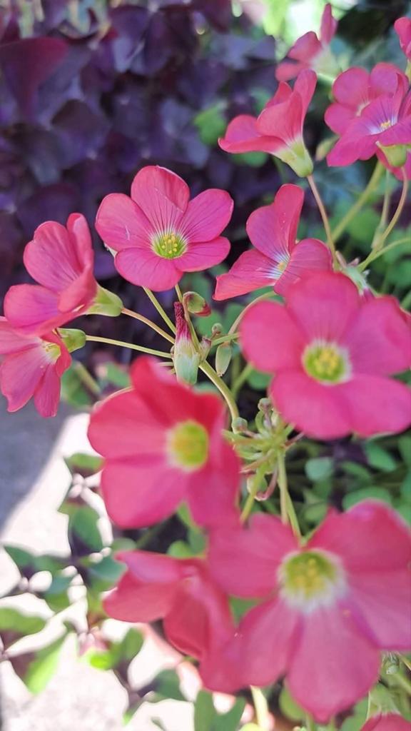 Oxalis deppei, Ophalen, Overige soorten, Volle zon