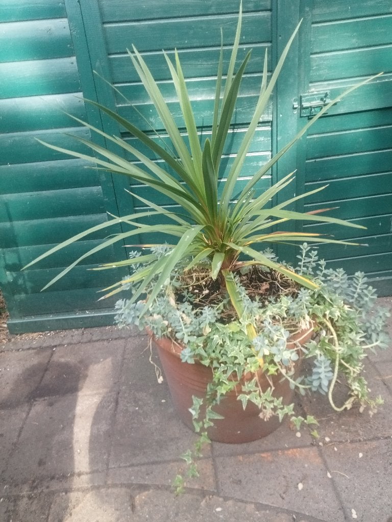 KOOLPALM CORDYLINE EN WOLFSMELK IN AARDEWERK TERRACOTTA POT, Tuin en Terras, Planten | Tuinplanten, Ophalen, Vaste plant, Overige soorten