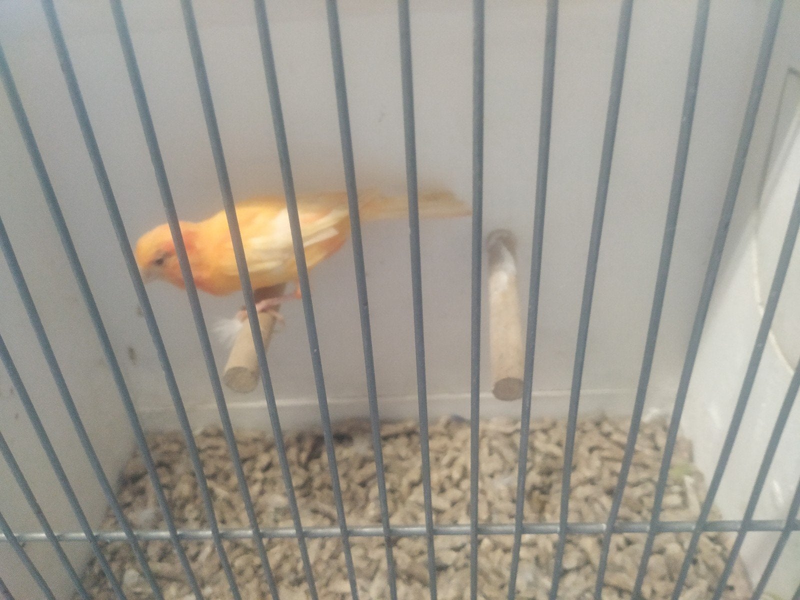 Kanarie man, Dieren en Toebehoren, Mannelijk, Kleurkanarie