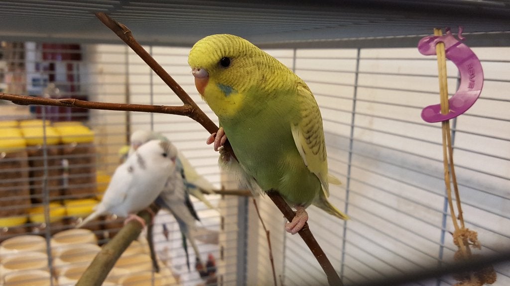 Jonge grasparkieten | Meerdere kleuren | Makkelijk tam, Meerdere dieren, Parkiet, Tam