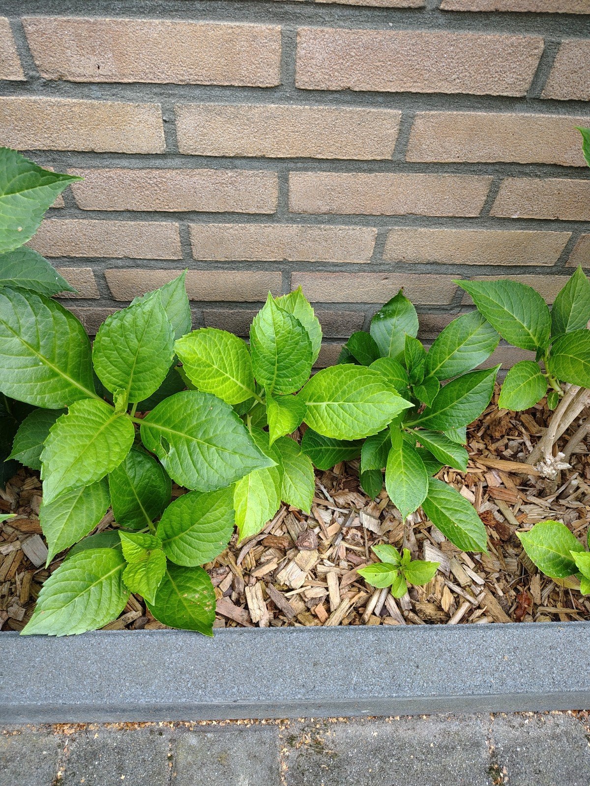 Hortensia stekken - 2 euro per stuk, Tuin en Terras, Planten | Tuinplanten, Ophalen, Vaste plant, Bodembedekkers, Halfschaduw