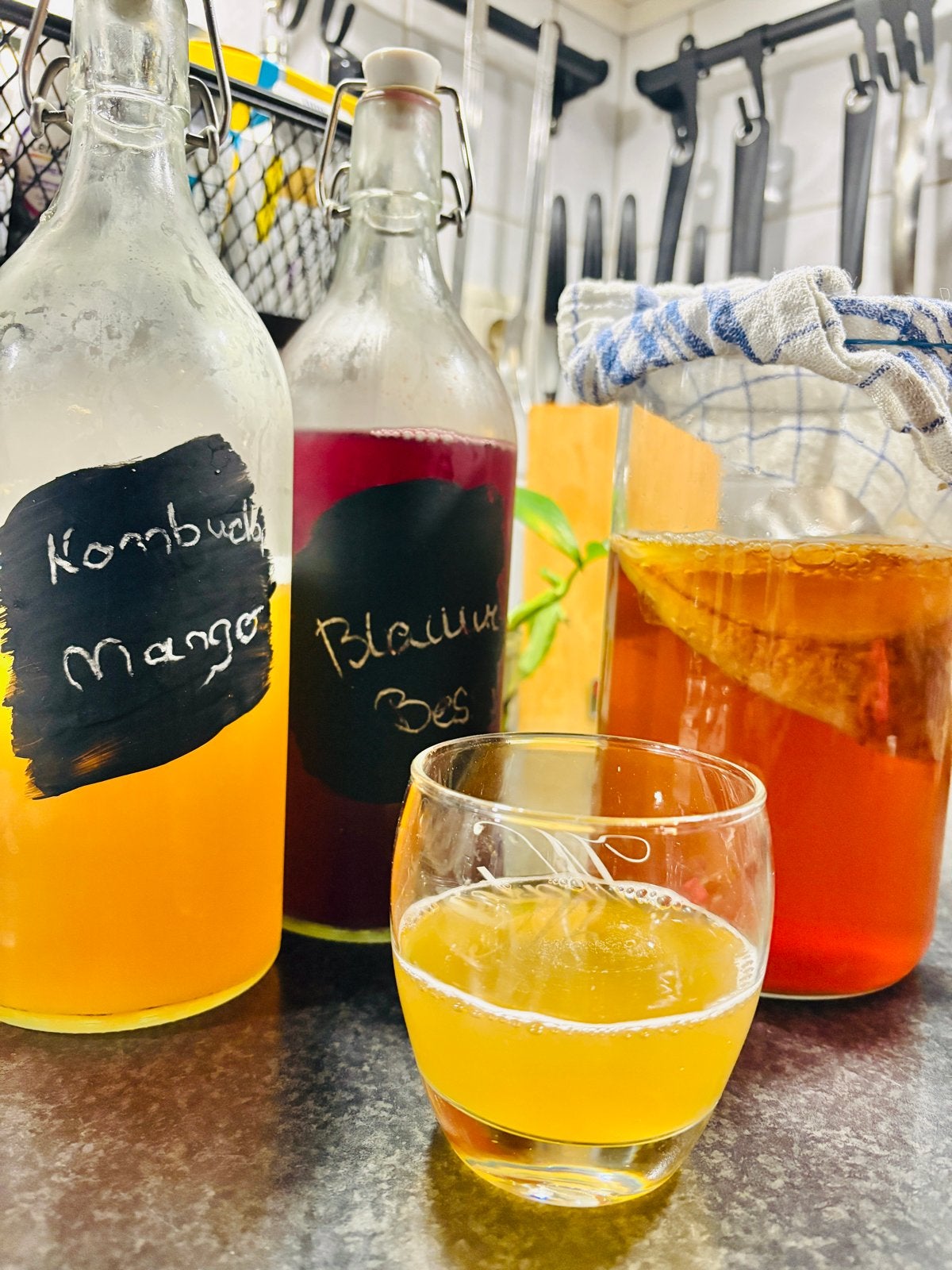 Kombucha ( scoby), Diversen, Levensmiddelen, Ophalen