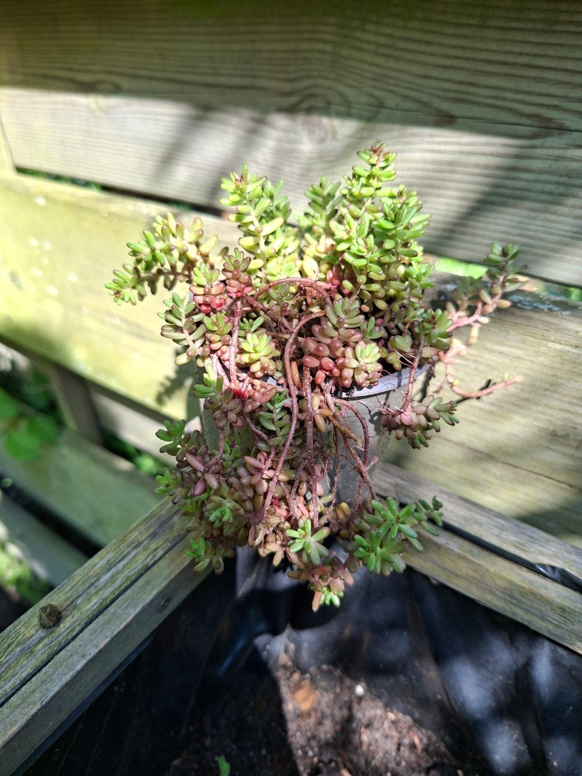 Diverse vetkruid, Ophalen, Overige soorten, Volle zon