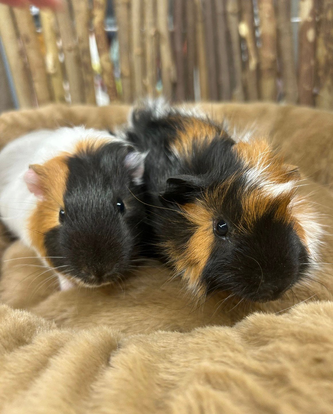 Lief koppel cavia’s met zorg gematcht, Dieren en Toebehoren, Knaagdieren, Cavia, April, Mannelijk, Tam