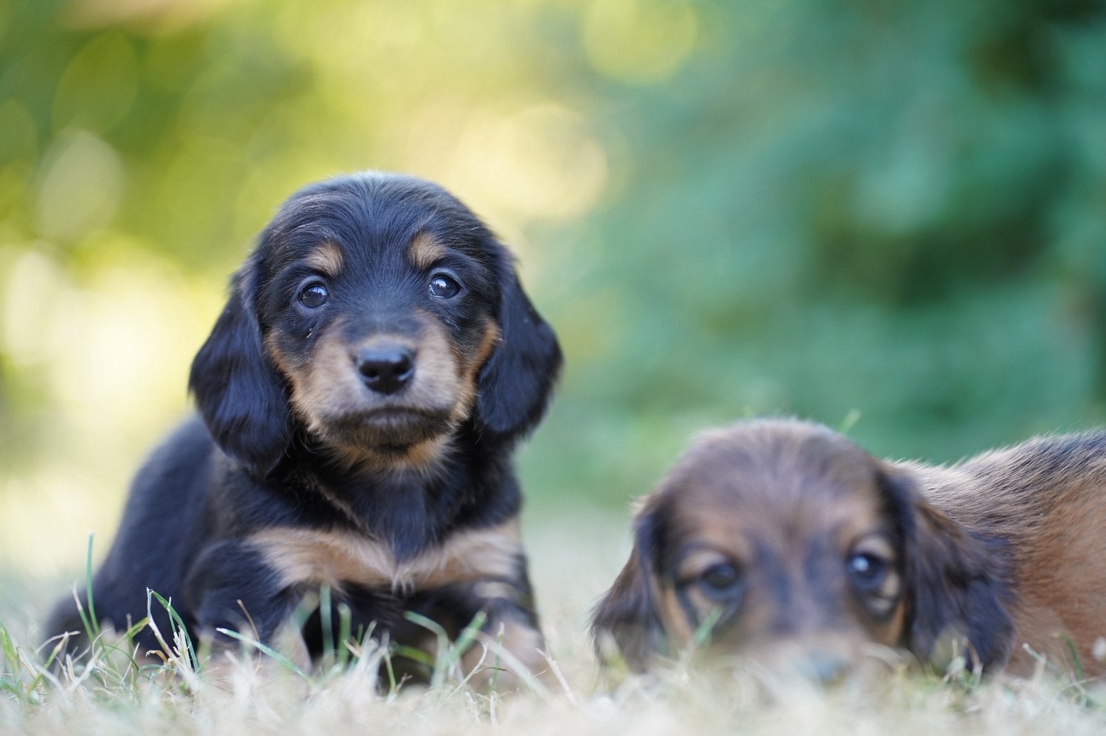 Langharige Teckel pups, Dieren en Toebehoren, Honden | Teckels en Dashonden, Parvo, Nederland, 8 tot 15 weken, Dwerg