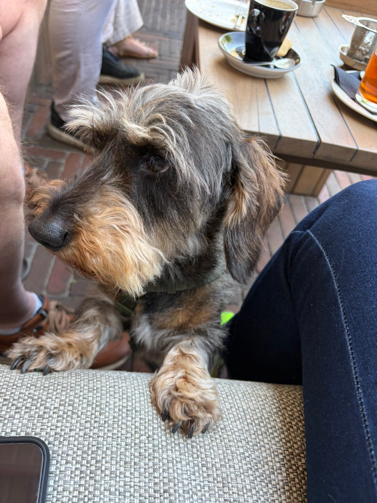 Gezocht een vriendinnetje voor Jip, Standaard, Teef, Eén hond, 3 tot 5 jaar