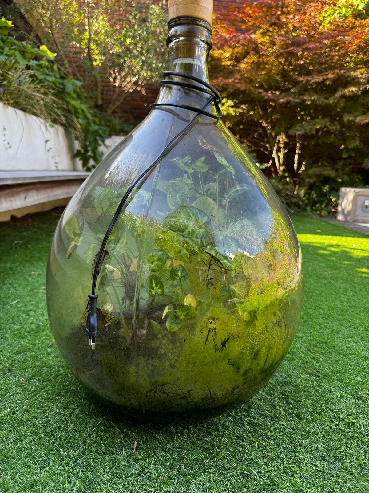 Grote terrarium plantenlamp plant in fles, Ophalen, Zo goed als nieuw