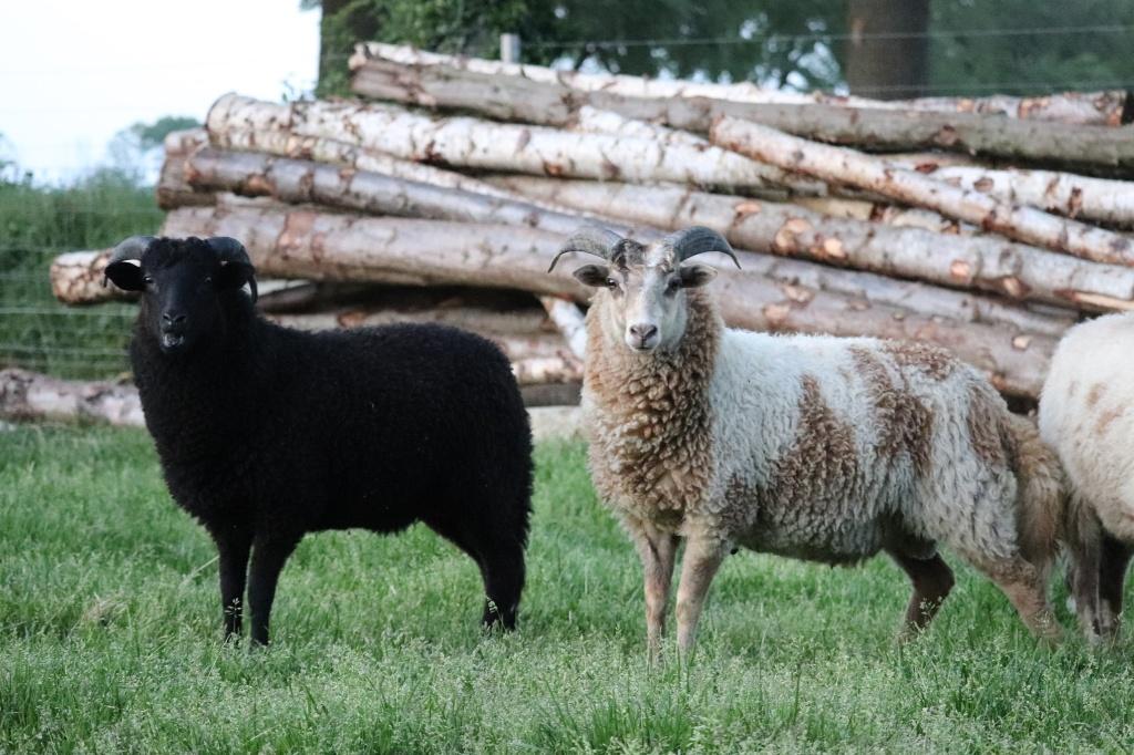 drentse heideschaap, 2 ramlammeren, Dieren en Toebehoren, Meerdere dieren, Schaap