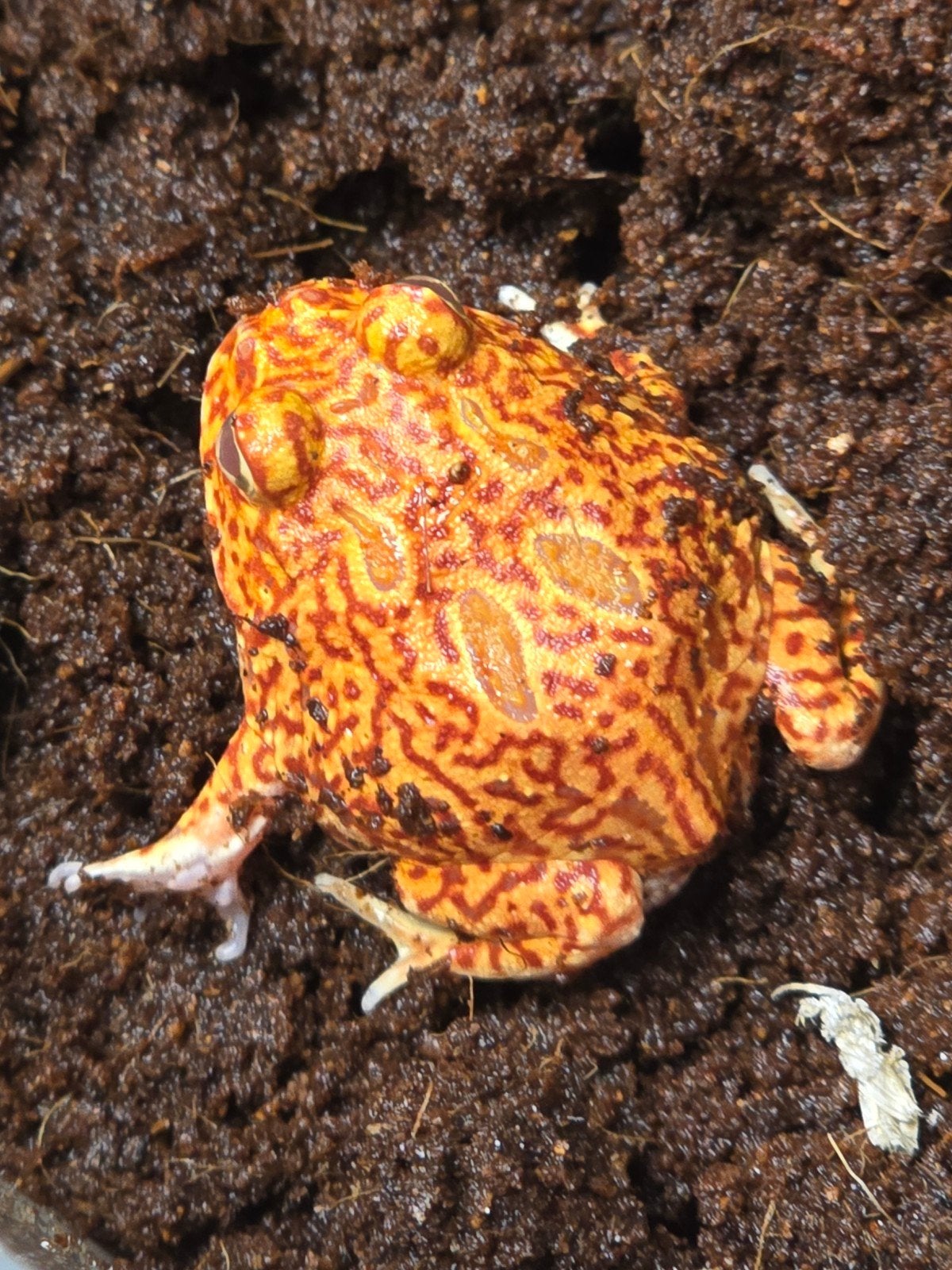 Prachtige hoornkikkers (Ceratophrys cranwelli) vele kleuren Frog - unknown for sale from LOST TREASURES