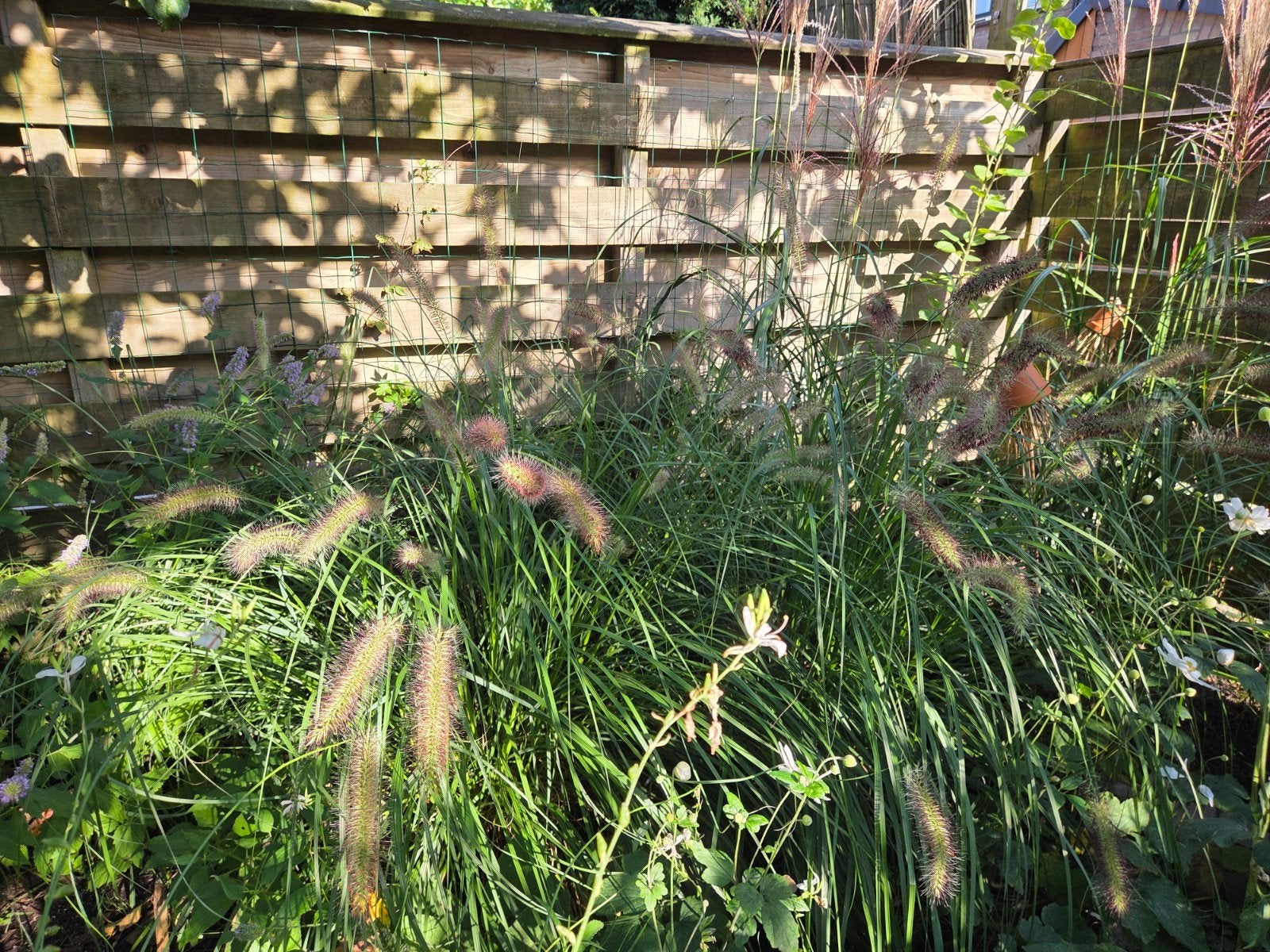 8x Pennisetum alopecuroides - Lampenpoetsersgras, Tuin en Terras, Ophalen, Overige soorten, Volle zon