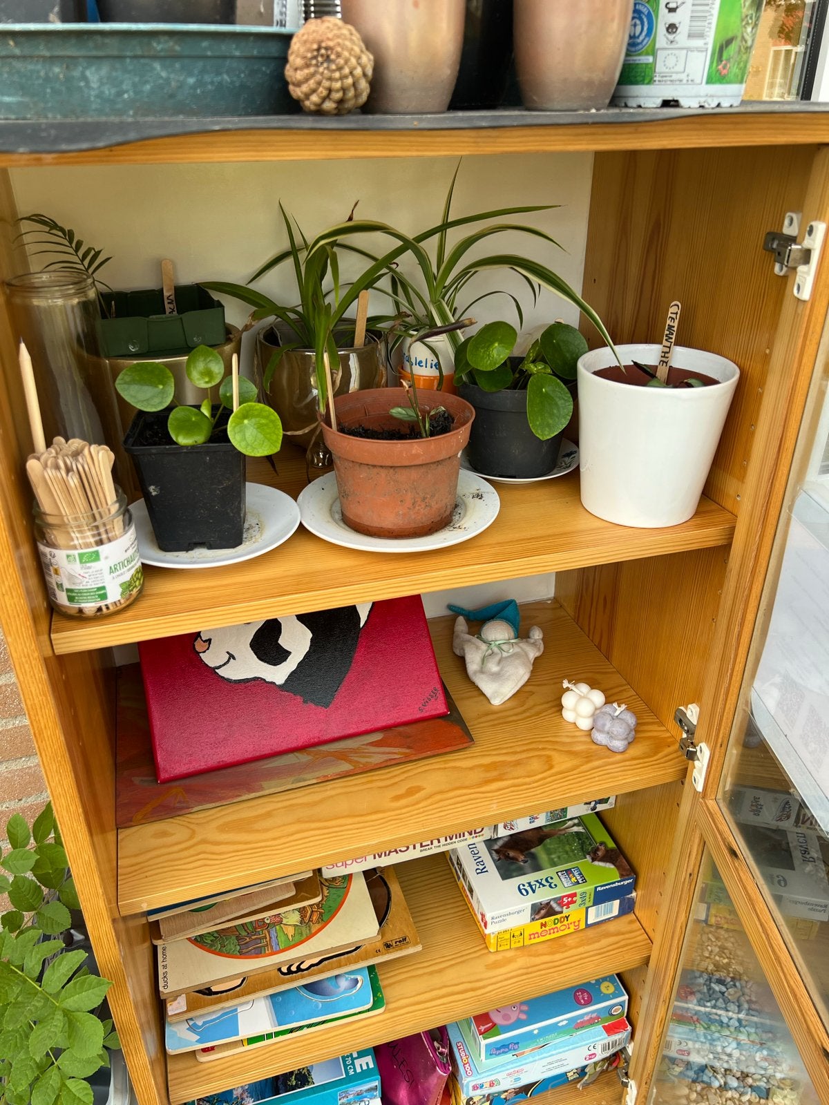 Plantjes, stekjes, bloempotten, zaadjes en meer te ruil!, Vaste plant, Bloeit niet, Halfschaduw, Ophalen