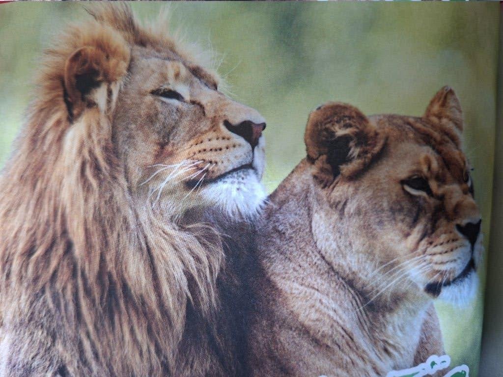 4 Tickets Safaripark Beekse Bergen Hilvarenbeek, Tickets en Kaartjes, Drie personen of meer, Ticket of Toegangskaart