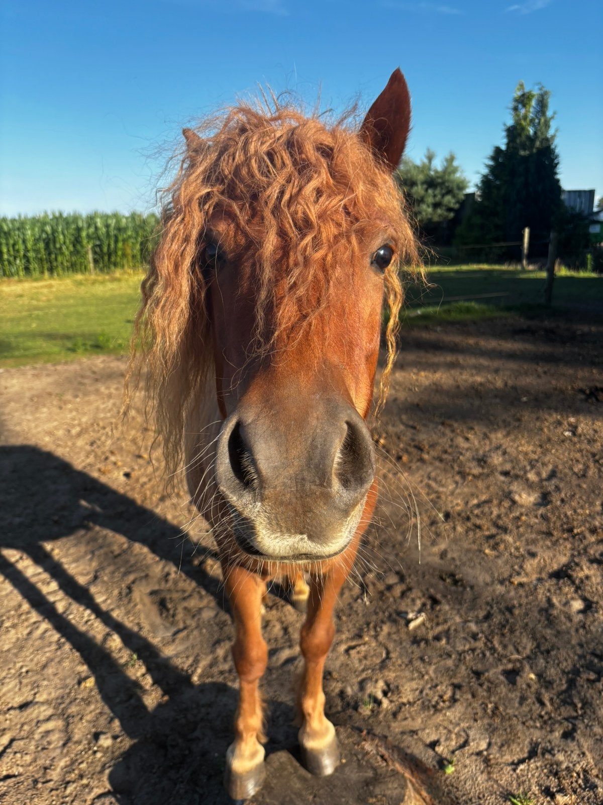 Te koop: Grote, lieve Shetlander ruin van 4 jaar, Dieren en Toebehoren, Pony's, Ruin, A pony (tot 1.17m)
