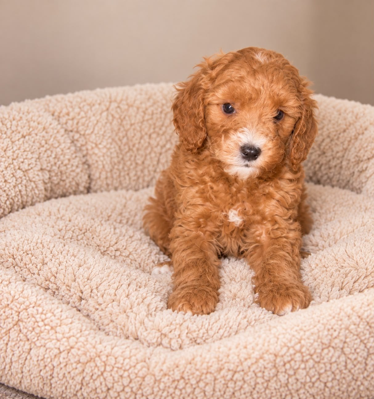 Maltipoo, 8 tot 15 weken, Meerdere, Meerdere dieren, Klein