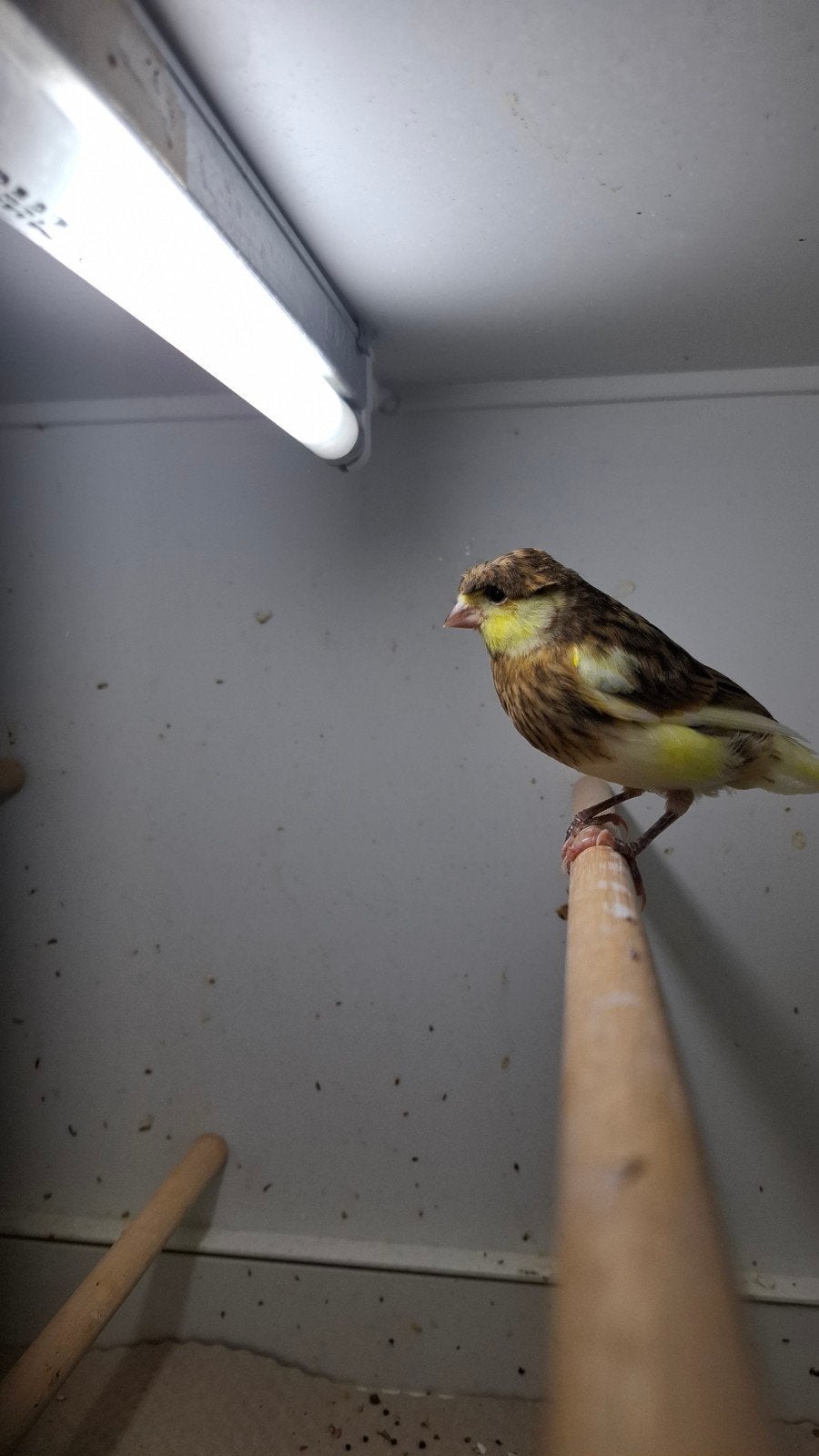 Kanaries, Meerdere dieren, Kleurkanarie