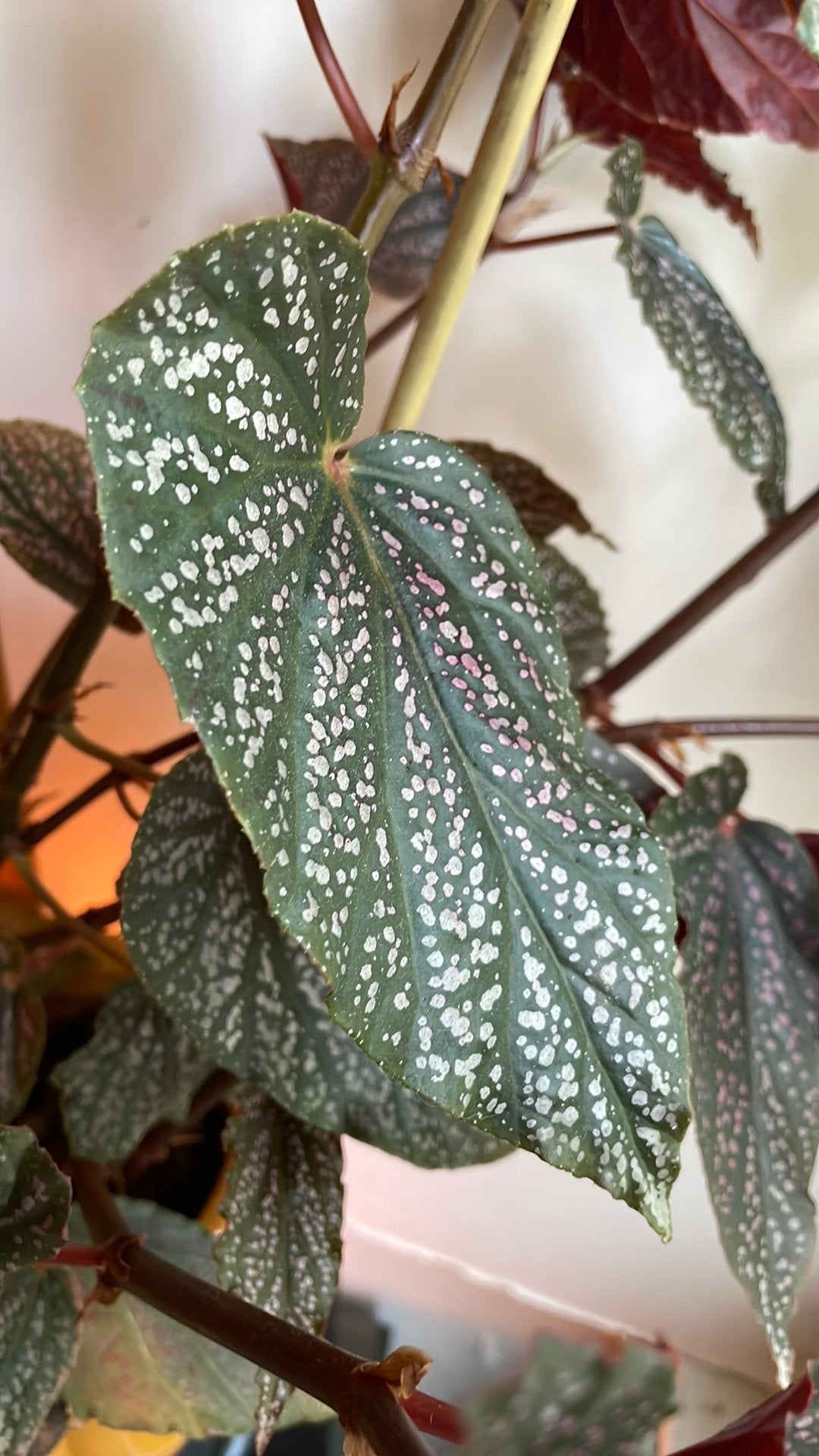 Begonia maculata stek - Polkadot Begonia, Vaste plant, Bloeit niet, Halfschaduw, Ophalen