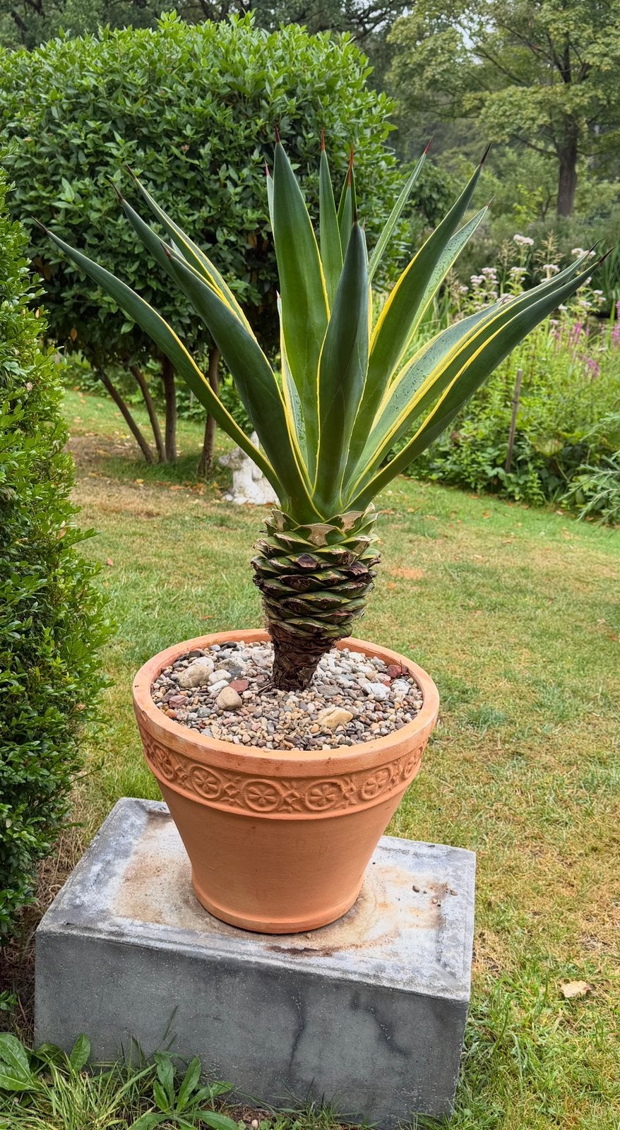 Diverse mediterrane planten in terracottapot, Tuin en Terras, Ophalen, Overige soorten, Volle zon