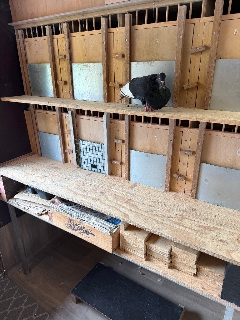kroppers, Dieren en Toebehoren, Meerdere dieren, Kropper