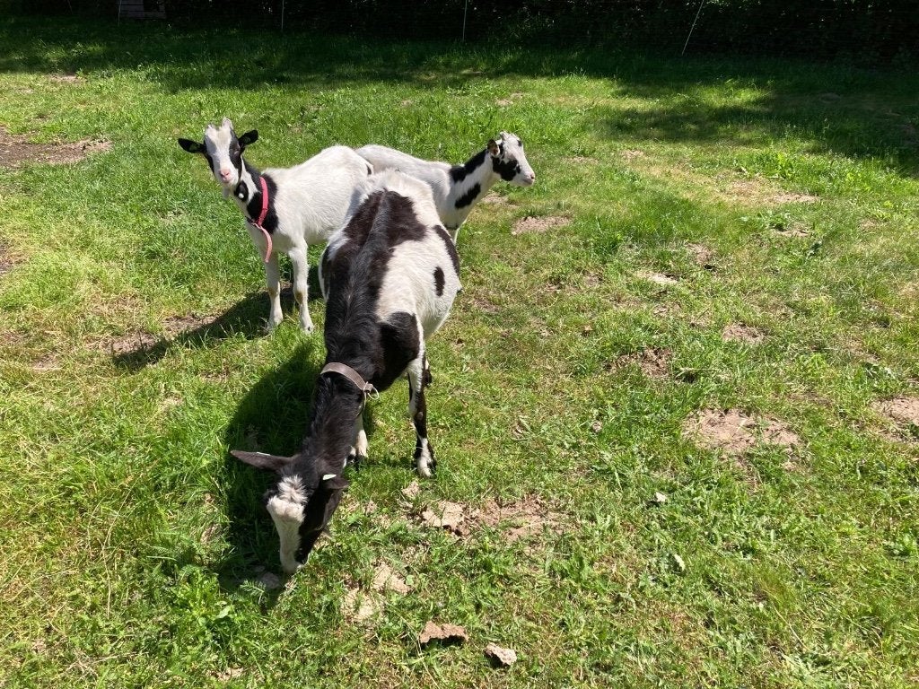 twee bonte melkgeit bokjes, Dieren en Toebehoren, Schapen, Geiten en Varkens, Mannelijk, Geit, 0 tot 2 jaar