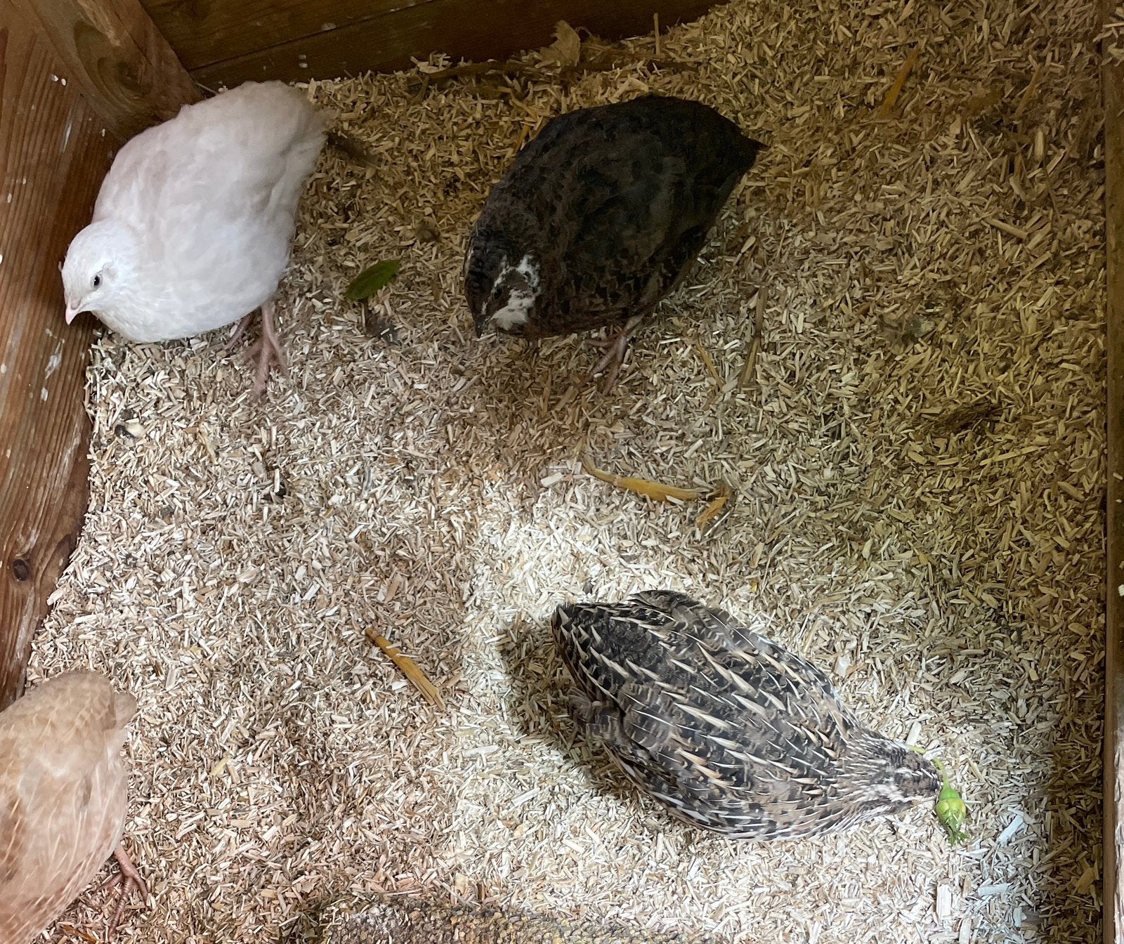 3 mannetjes japansa jumbo kwartels, Mannelijk, Overige soorten