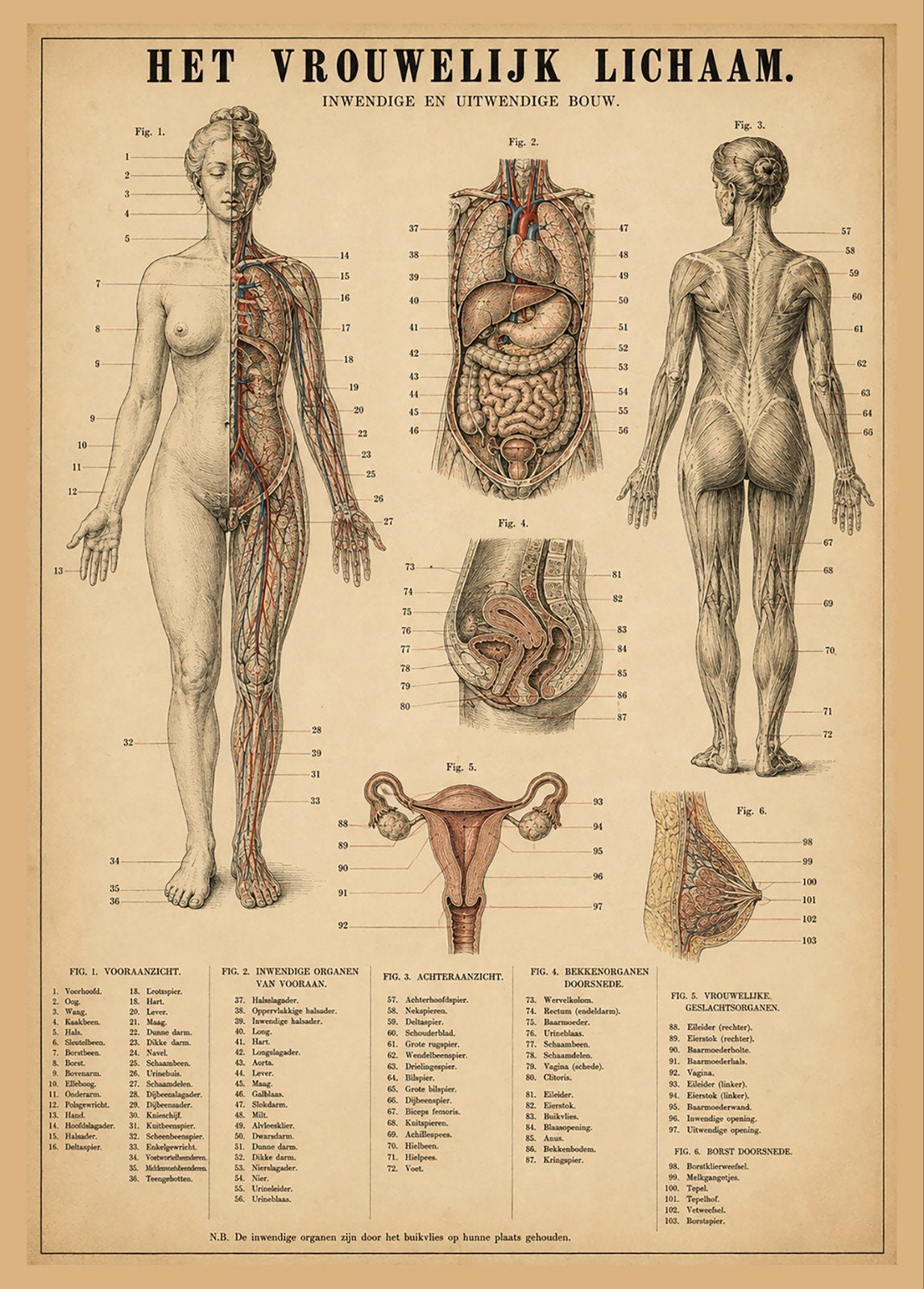 Vintage Anatomie Poster: Het Vrouwelijk Lichaam, Verzamelen, Posters, Ophalen of Verzenden, A1 t/m A3, Overige onderwerpen, Rechthoekig Staand