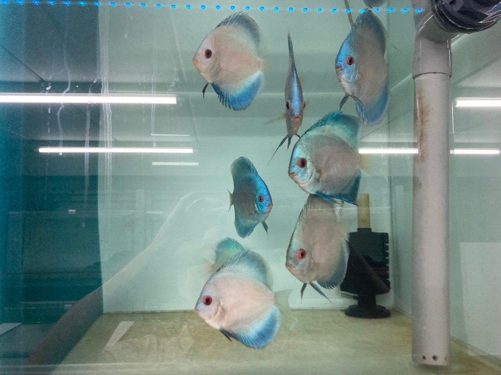 Blue Diamond – Stöcker-lijn – 10–13 cm, Dieren en Toebehoren, Vis, Zoetwatervis, Schoolvis