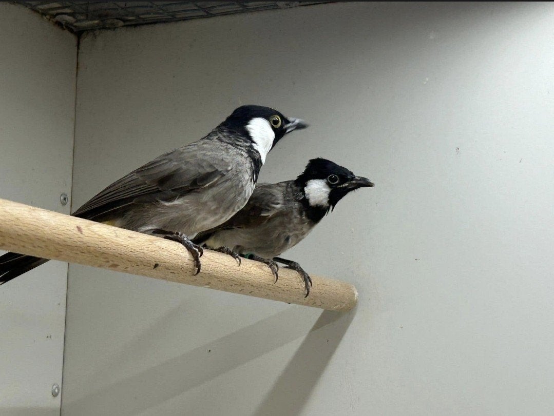 Een paar buulbuul - vogels. Groot formaat gevestigd in den h, Dieren en Toebehoren, Meerdere dieren