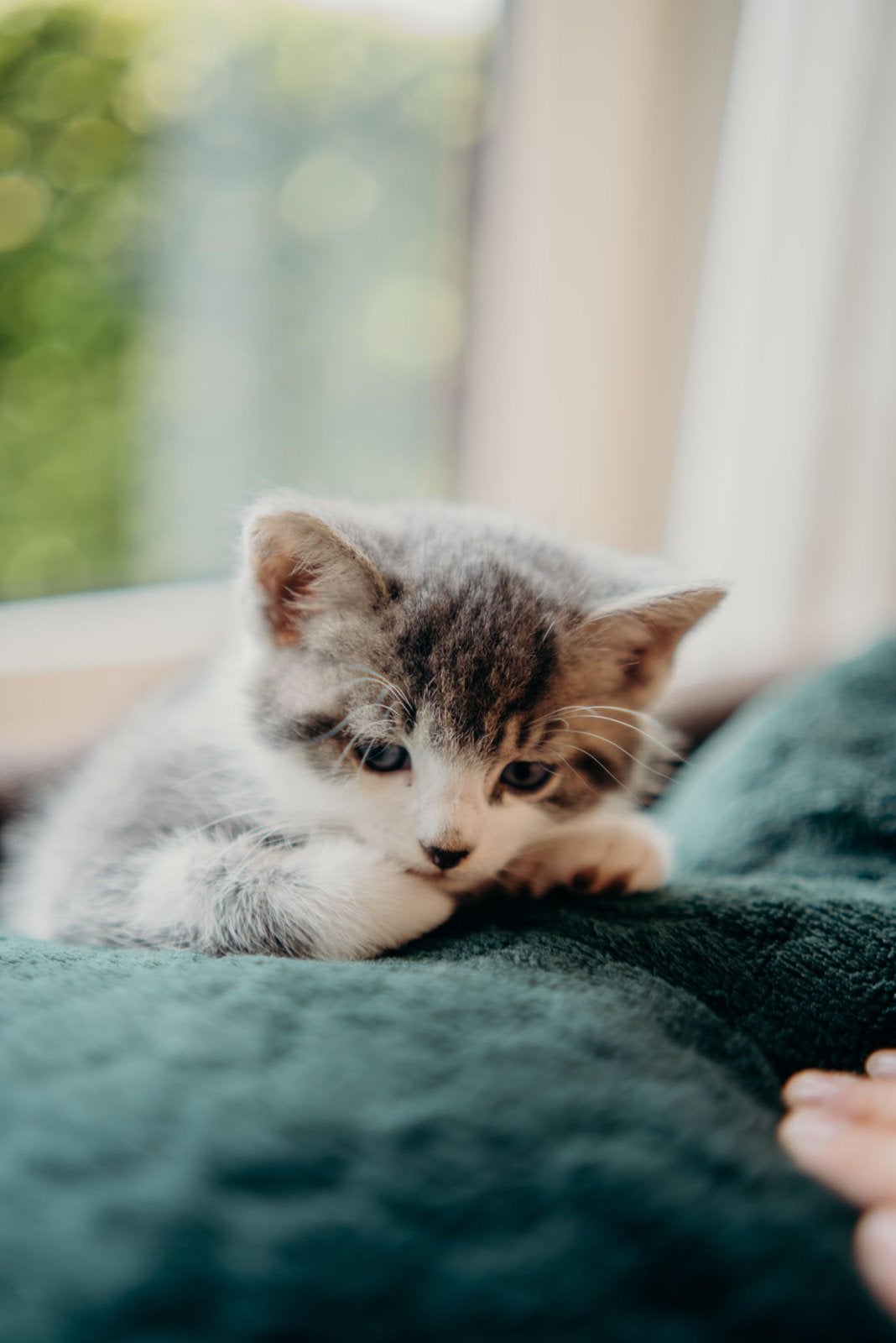 Kitten (poesje) zoekt nieuw thuis, Dieren en Toebehoren, Katten en Kittens | Overige Katten, Poes
