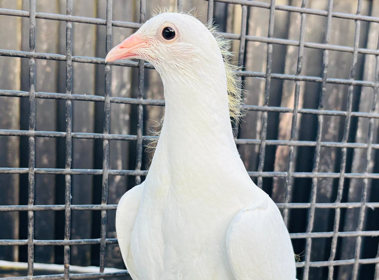 Kleurpostduiven, duiven, postduiven, Meerdere dieren, Overige soorten