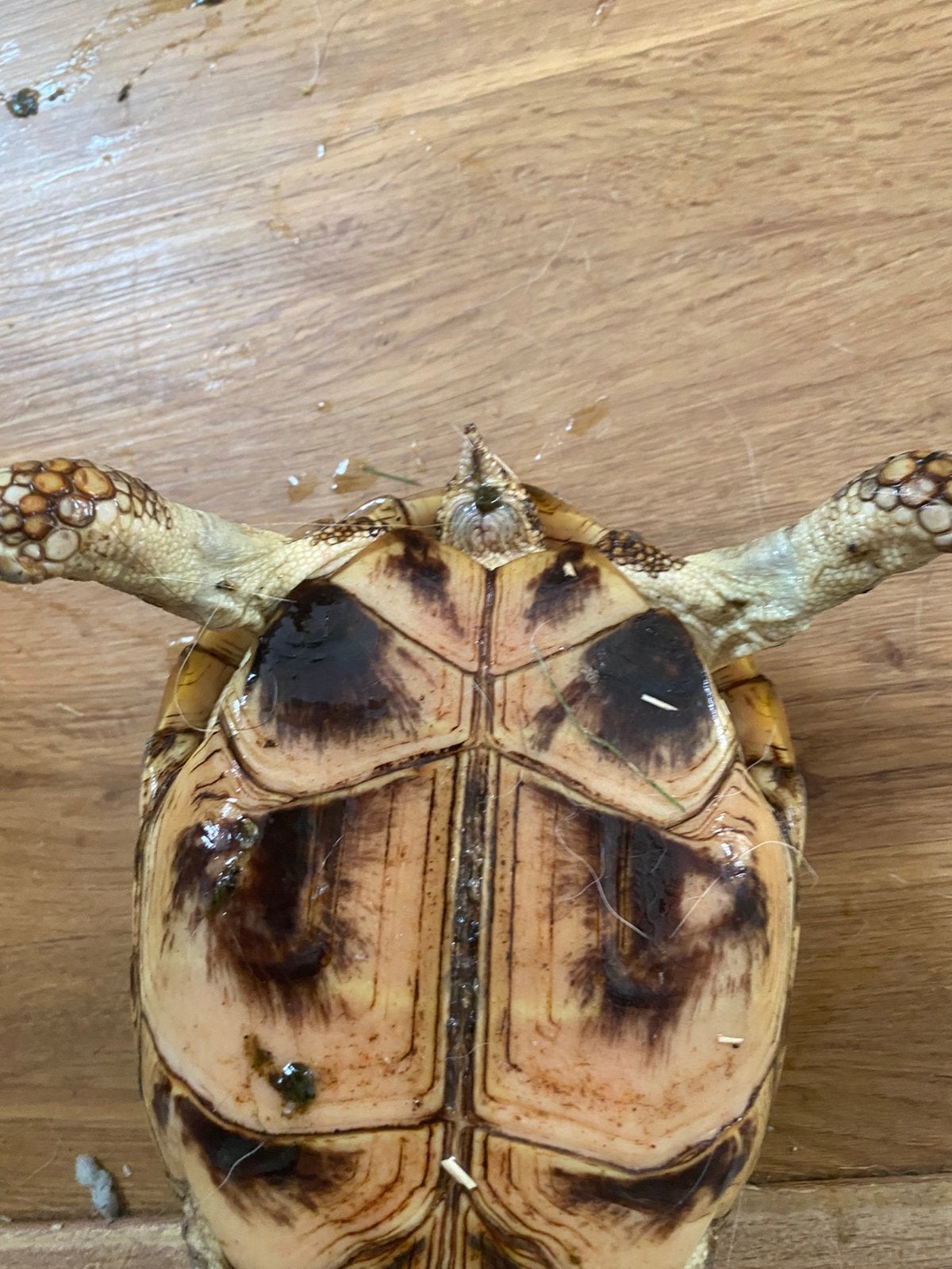 Vierteen schildpad Tortoise photo 2