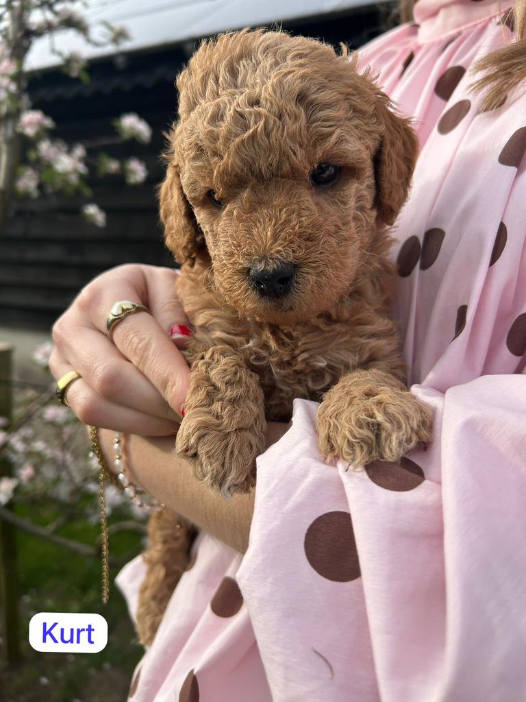 4 schattige bruine Labra Doodle x Australian Labra Doodle, Dieren en Toebehoren, 8 tot 15 weken, Parvo, Meerdere, Meerdere dieren