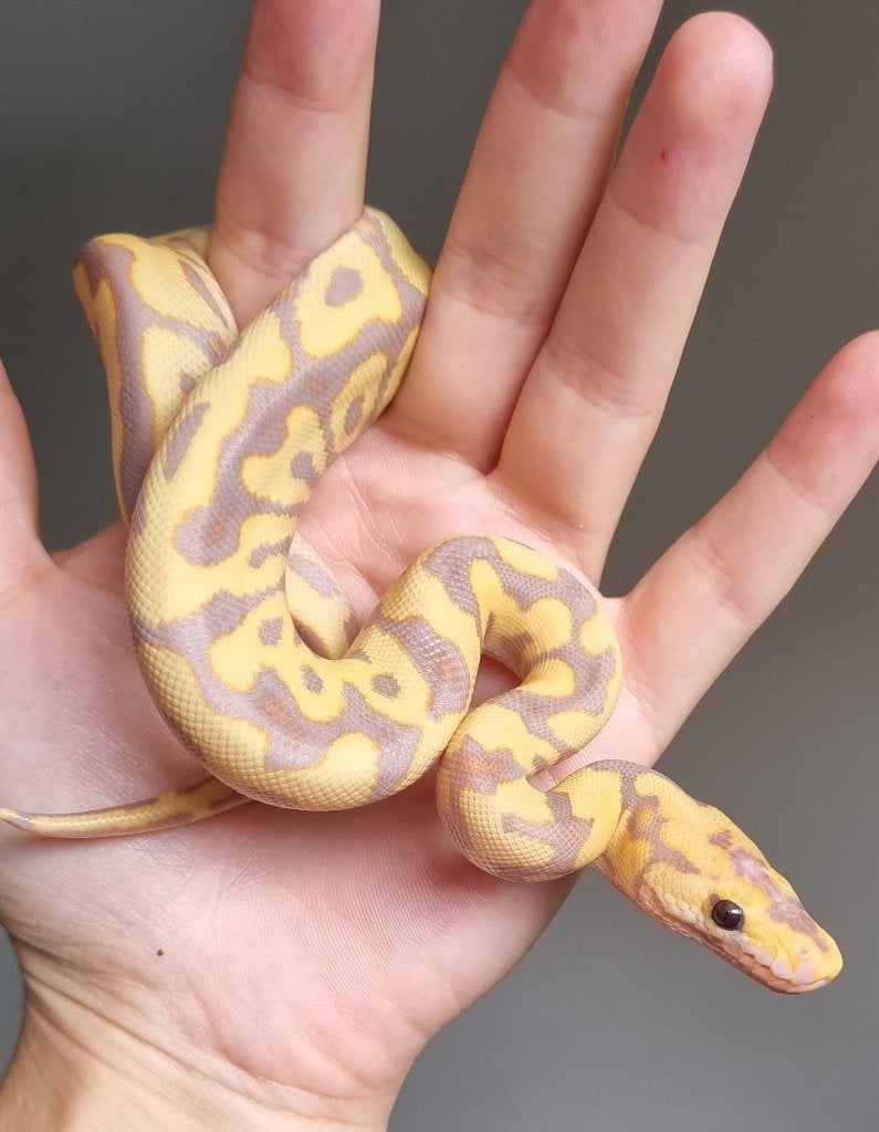 1.0 banana od spotnose clown koningspython Ball Python - male for sale from Snakesnballoons