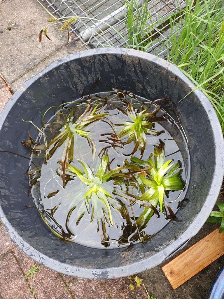 Krabbenscheer, Tuin en Terras, Vijvers, Ophalen