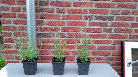 lavendula angustifolia lavendel, vaste plant, bodembedekker, Ophalen, Bodembedekkers, Halfschaduw
