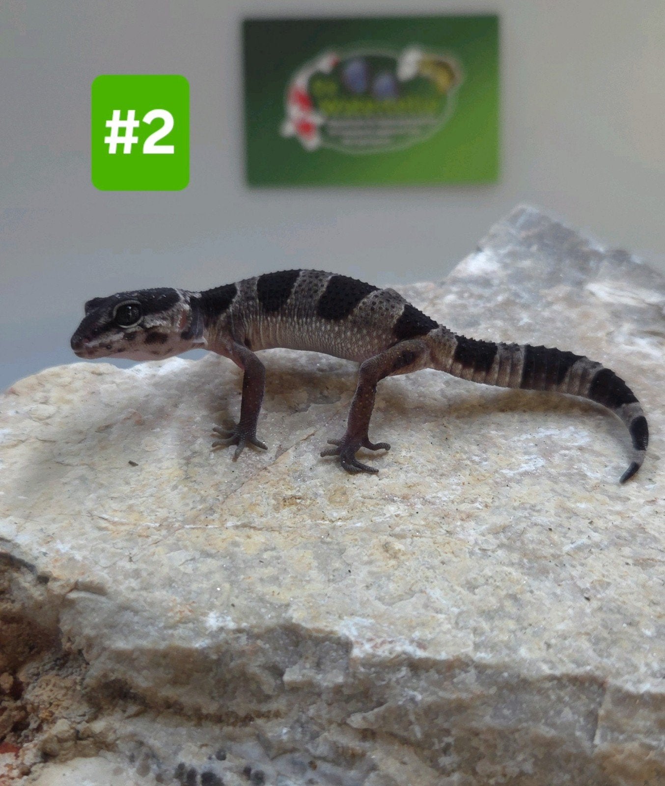 Luipaardgekko Leopard Gecko - unknown for sale from De Waterlelie BV
