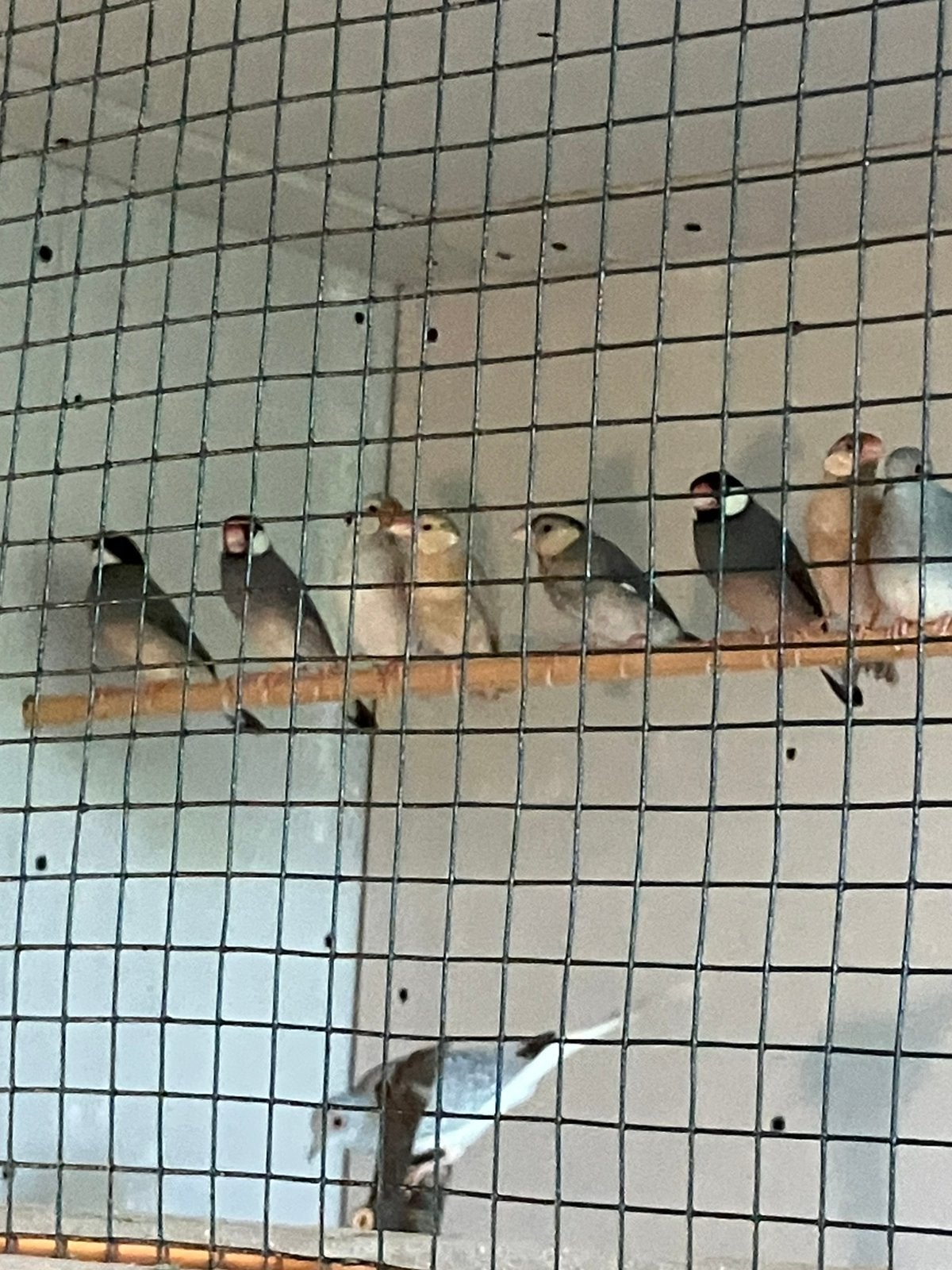 Te koop Rijstvogels, Dieren en Toebehoren, Geslacht onbekend