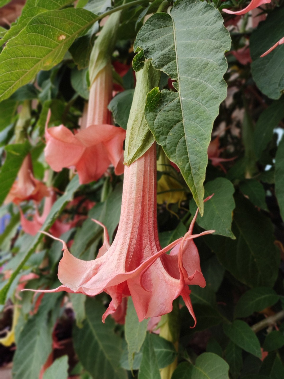 Brugmansia 'Bergkönigin' stekken - dubbele roze bloemen, Tuin en Terras, Planten | Tuinplanten, Ophalen, Herfst, Overige soorten