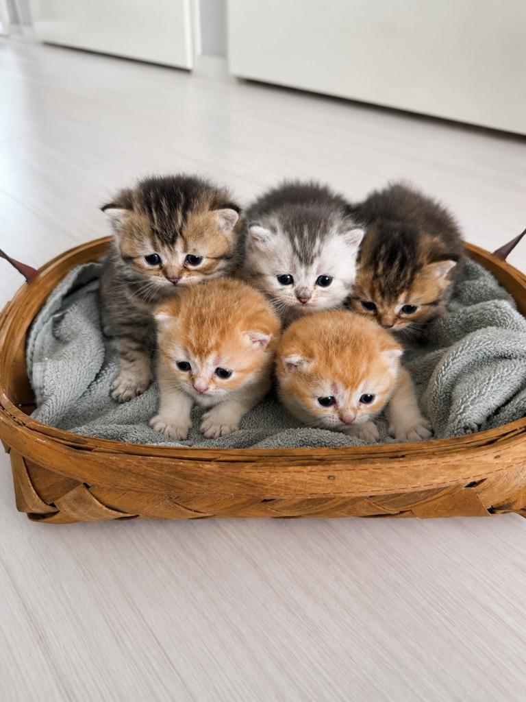 Unieke britse korthaar kittens met Stamboom!Kampioenslijn❤️, Dieren en Toebehoren, Katten en Kittens | Raskatten | Korthaar, Meerdere dieren