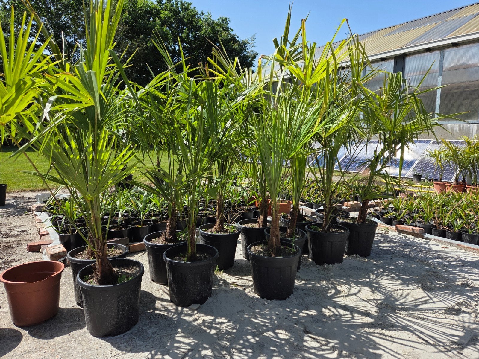 Trachycarpus fortunei palmboom winterhard, Ophalen, Gehele jaar, Volle zon