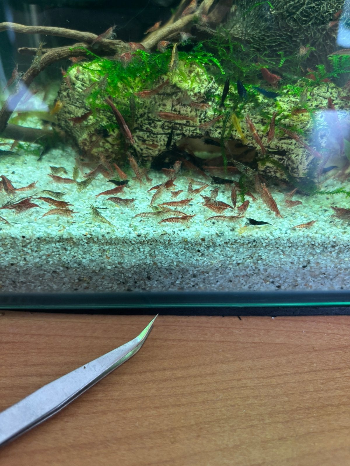 Rode garnalen 20 stuks, Dieren en Toebehoren, Vissen | Aquariumvissen, Kreeft, Krab of Garnaal