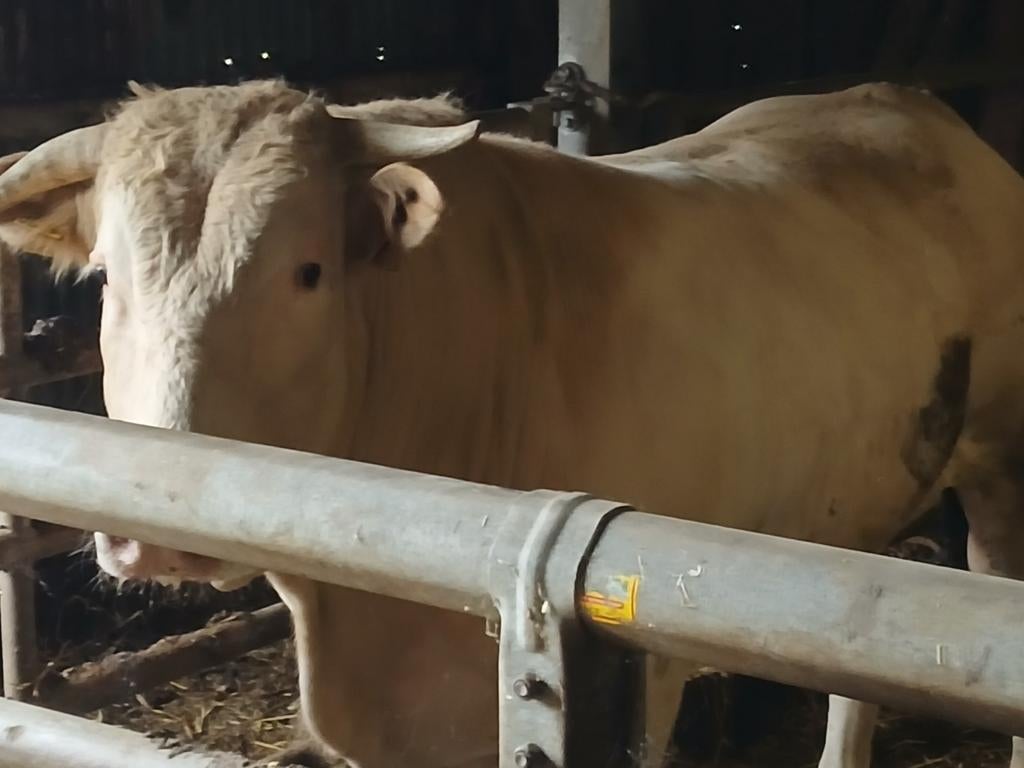 Blonde d'Aquitaine stamboek dek stier, Dieren en Toebehoren, Mannelijk