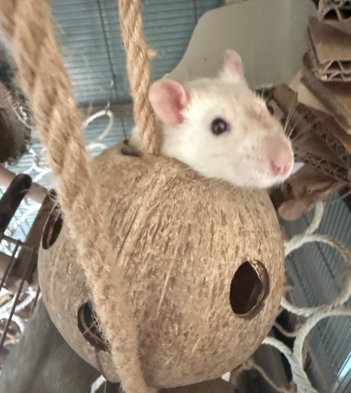 4 jonge ratten, Februari, Meerdere dieren, Rat