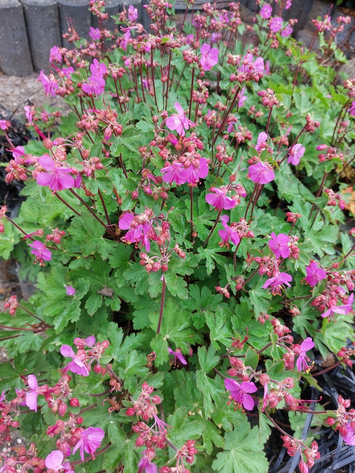 Geranium, Ophalen, Bodembedekkers, Volle zon