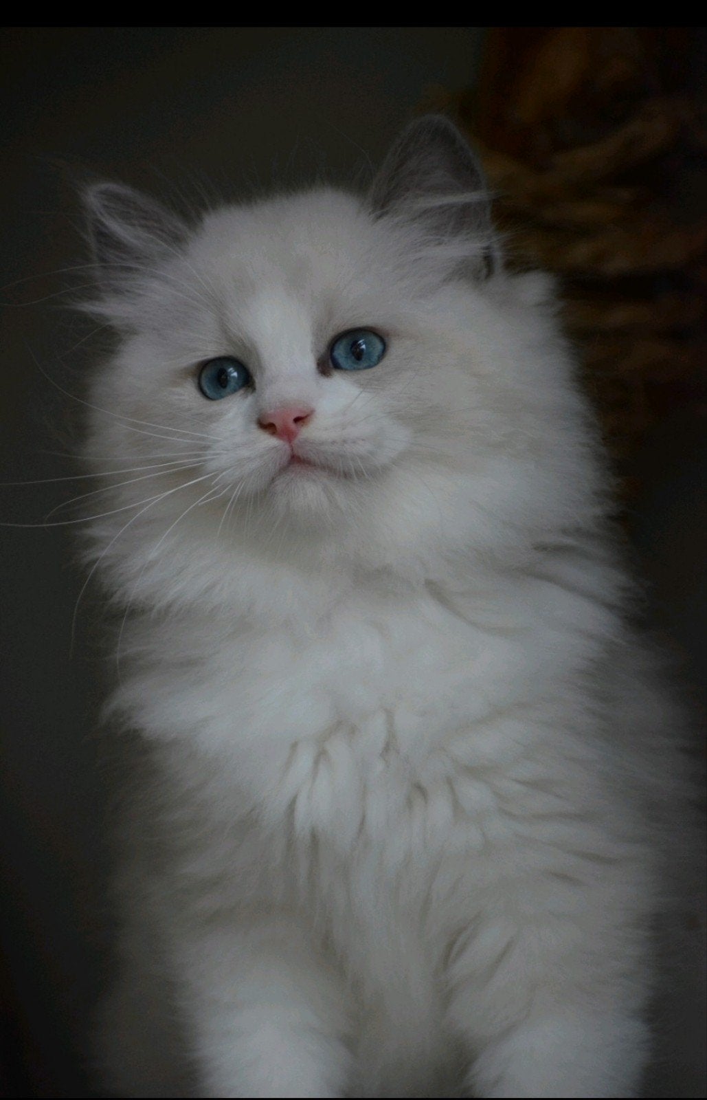 Ragdoll kittens met stamboom, Dieren en Toebehoren, Kater, Met stamboom, 0 tot 2 jaar