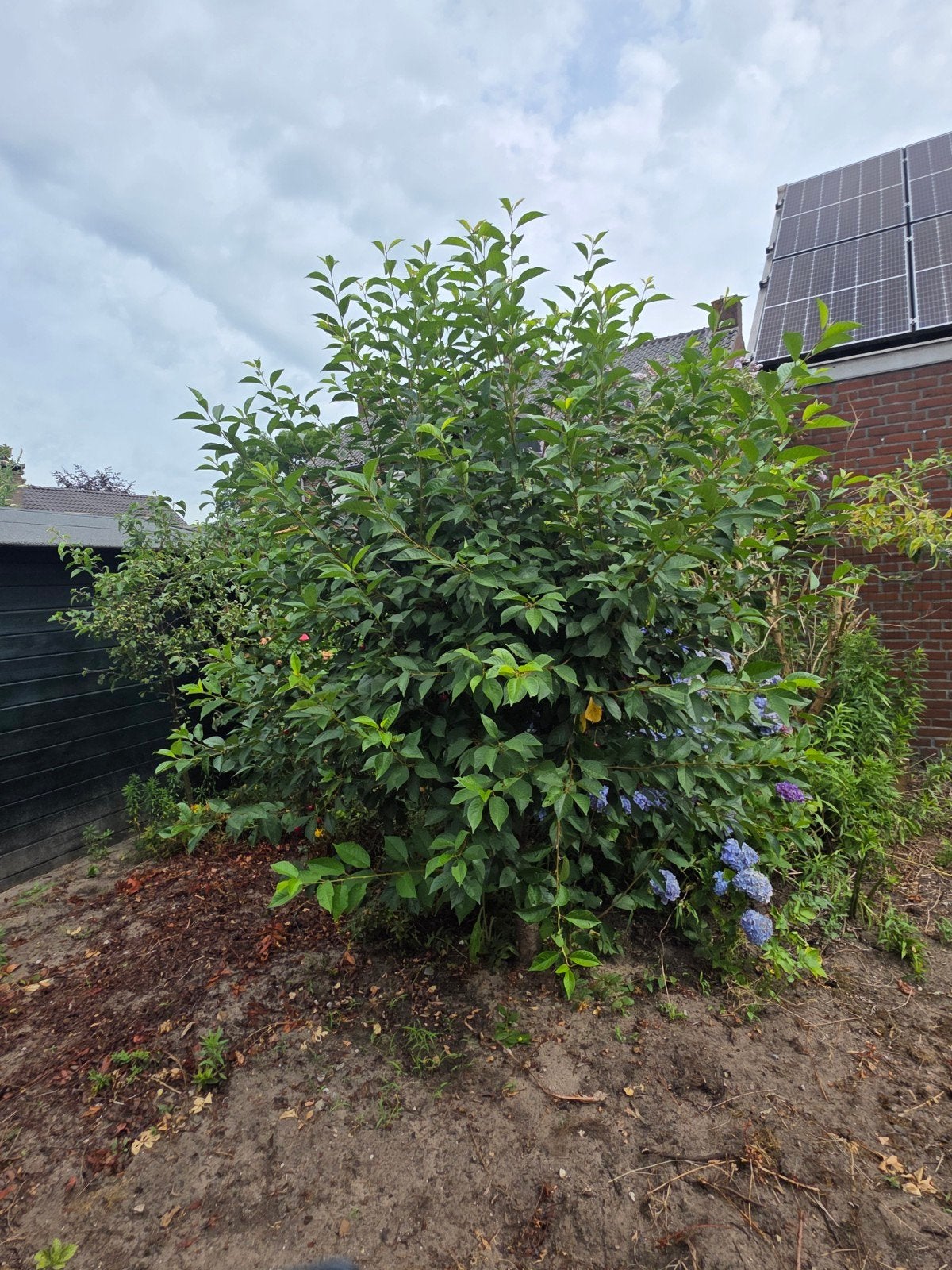te koop: Kersenboom - Vers fruit uit eigen tuin, Tuin en Terras, Planten | Fruitbomen, Ophalen, Lente, Volle zon, Kersenboom
