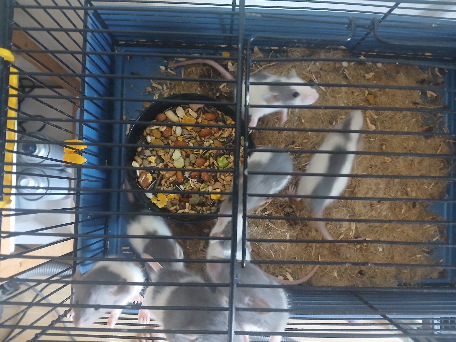 Ratjes beschikbaar in Dokkum, Dieren en Toebehoren, Rat, April, Meerdere dieren, Tam