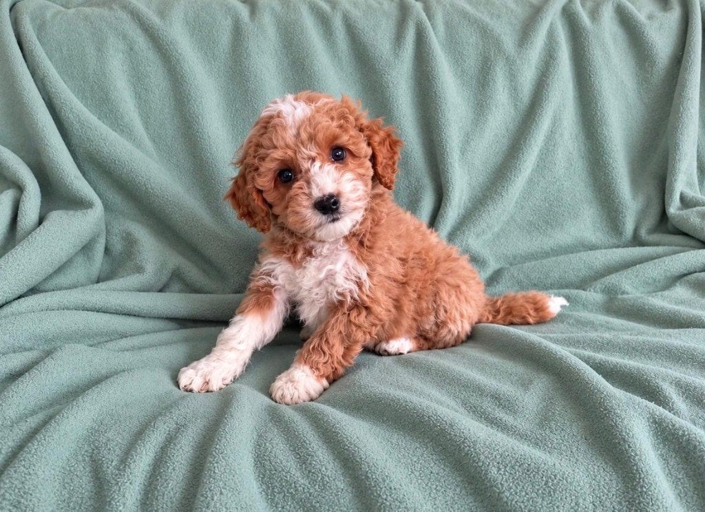 Prachtige mini labradoodle pups, Overige rassen, 8 tot 15 weken, CDV (hondenziekte), Meerdere