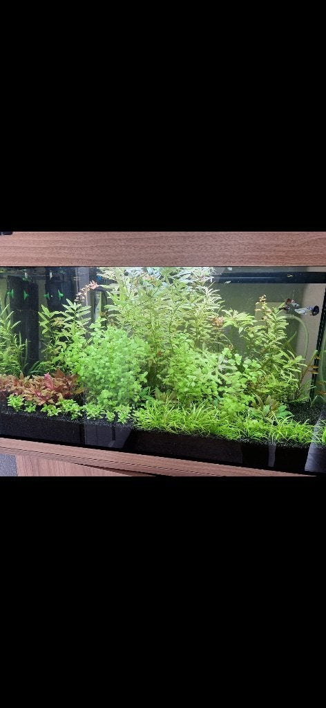 Aquariumvissen, Vis, Zoetwatervis