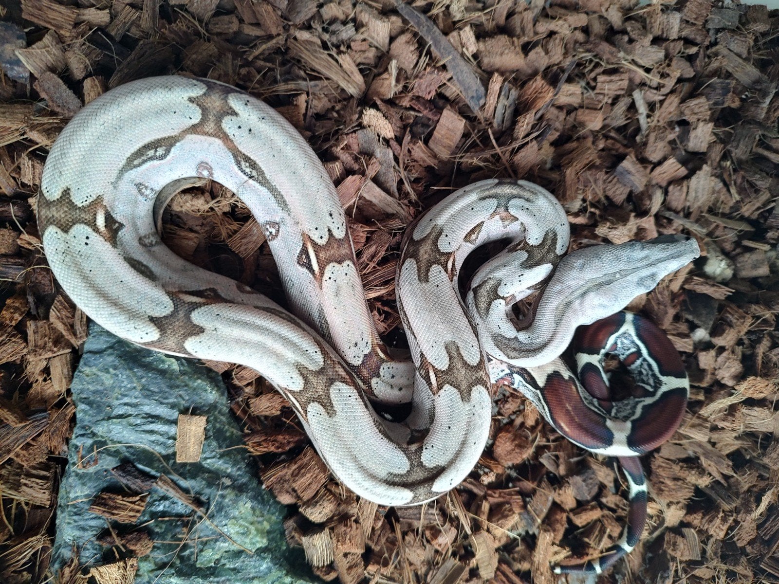 1:1 Guyana roodstaartboa N.K. 2025 Boa Constrictor photo 4
