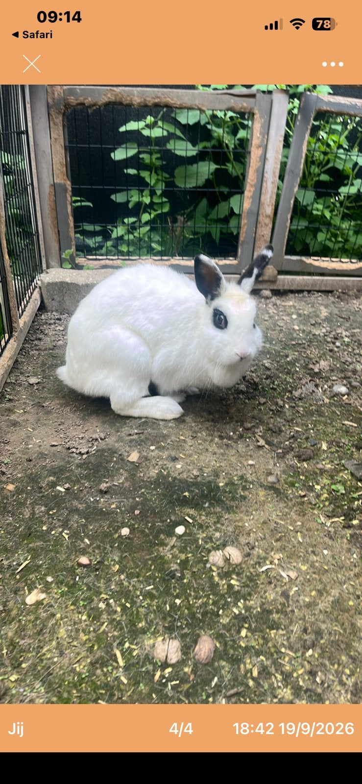 Lief konijntje eventueel met hok en ren, Dieren en Toebehoren, Vrouwelijk